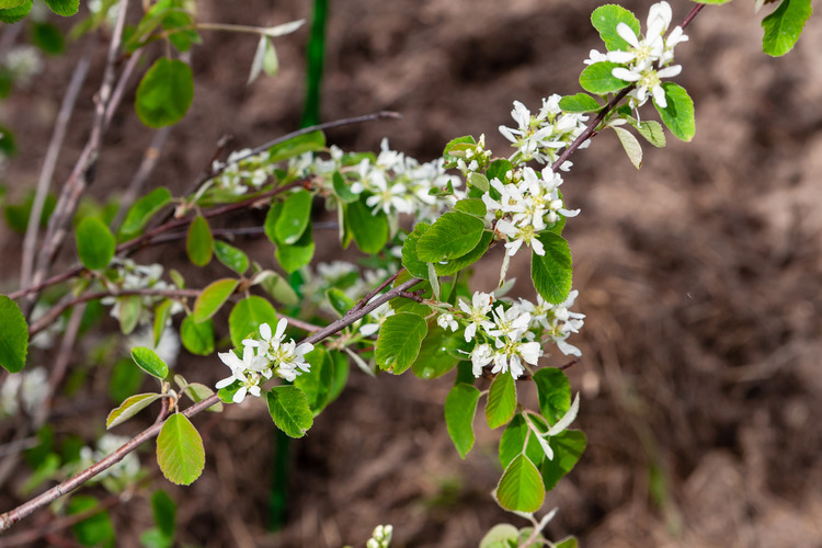 cyanide-poisoning-in-goats